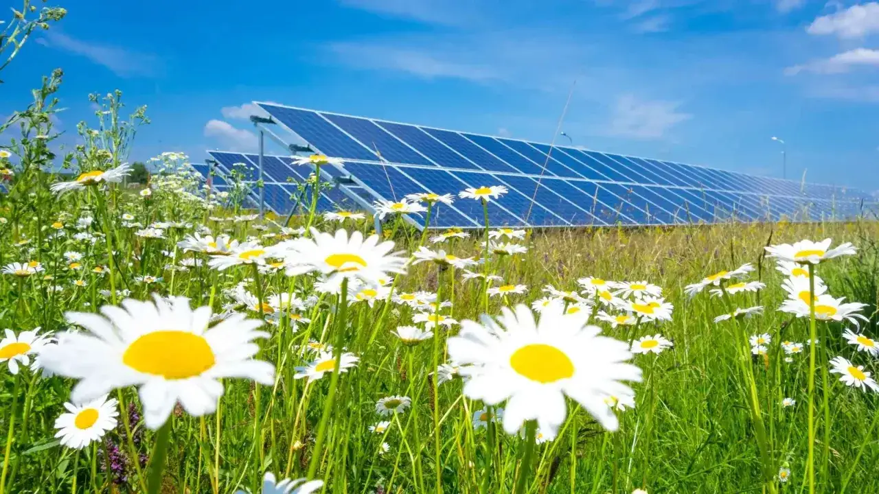 Łąka pełna stokrotek na tle rzędu paneli słonecznych. Wady i zalety odnawialnych źródeł energii w harmonii z naturą.