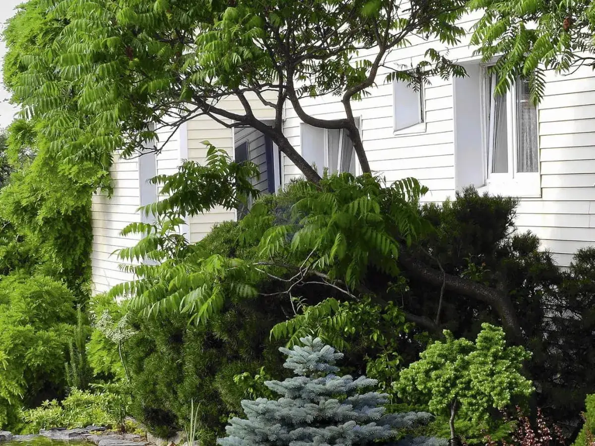 Piękny ogród z różnorodnymi, jakie drzewka ozdobne do ogrodu, tworzą bujną zieleń przy białym domu.