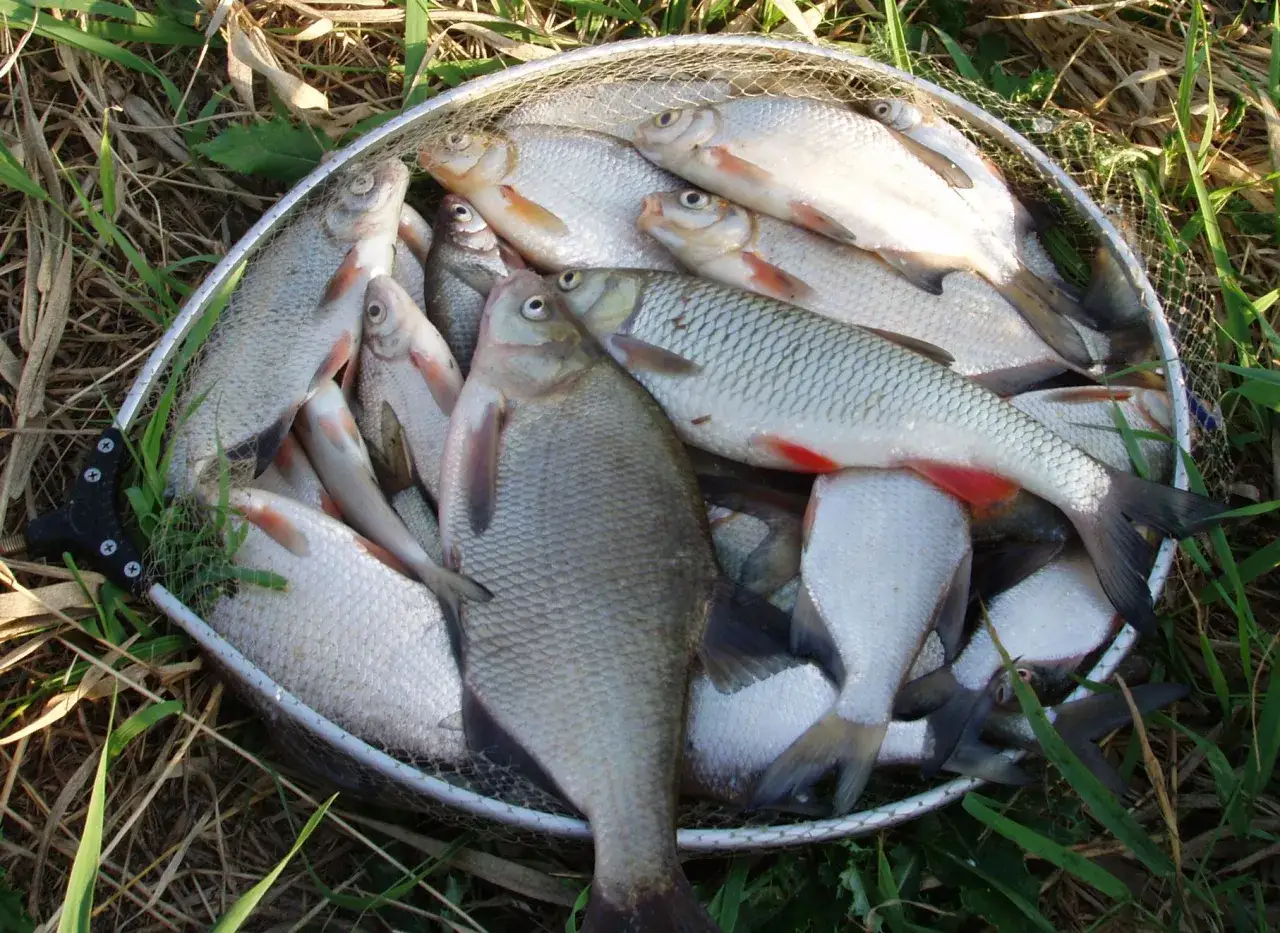 Sieć rybacka pełna świeżo złowionych ryb, które posłużą jako zanęta na rzekę. Widać leszcze i płocie.