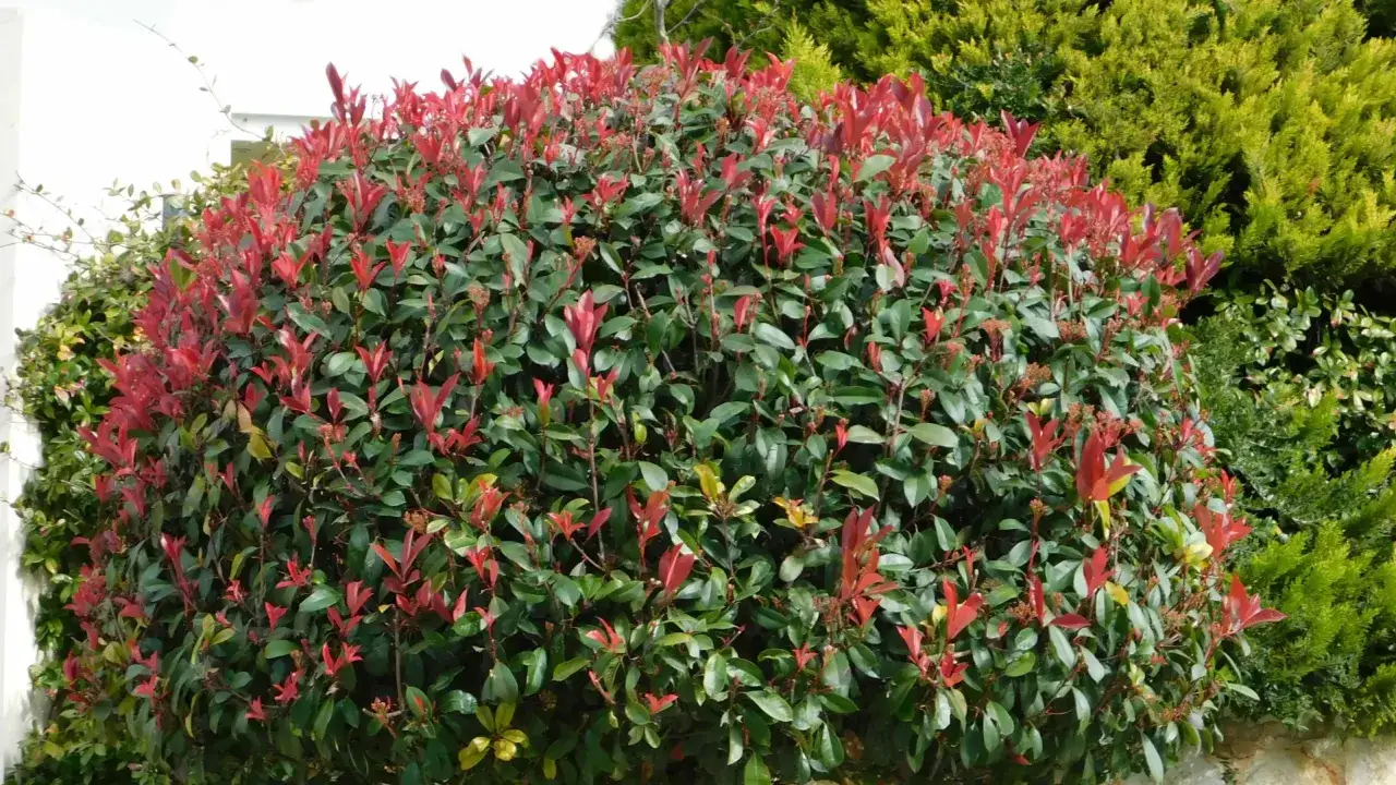 Krzew głogownika z czerwonymi i zielonymi liśćmi. Idealny czas, kiedy przycinac głogownika, to wiosna, by pobudzić nowy wzrost.