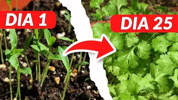 Cuando plantar cilantro: evita errores comunes y logra una cosecha perfecta