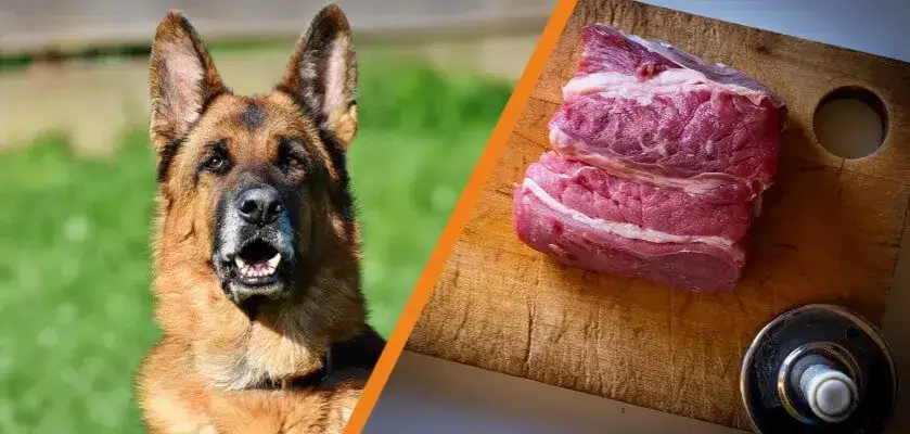 Czy pies może jeść surowe mięso wieprzowe? Sprawdź ryzyko i bezpieczeństwo