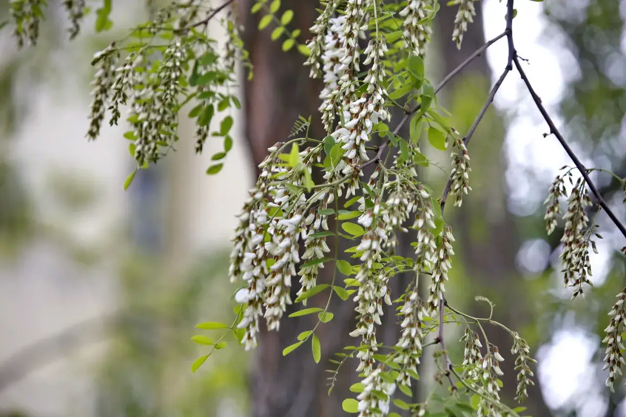 Kiedy kwitnie akacja? Pełny kalendarz i sekrety obfitości