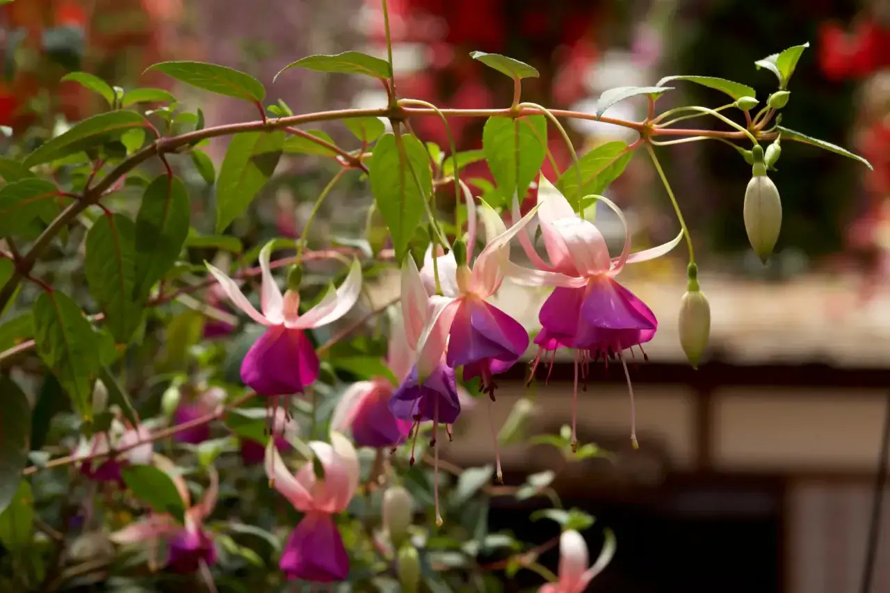 Twój balkon rozkwitnie! Jakie kwiaty wybrać na słońce i cień?