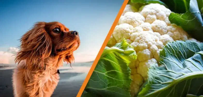 Czy pies może jeść kalafior gotowany? Bezpieczne porady i wskazówki