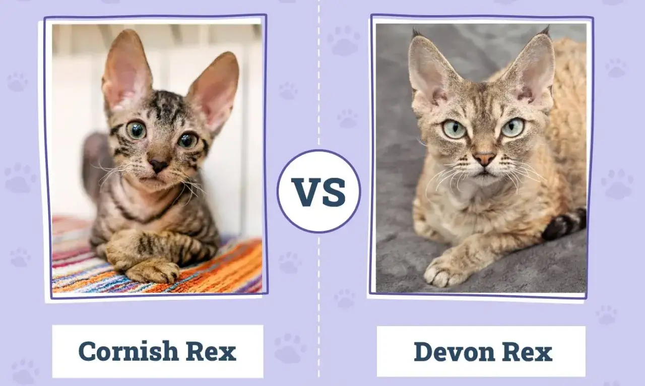 Cornish Devon Rex: różnice, cechy i opieka nad tymi kotami