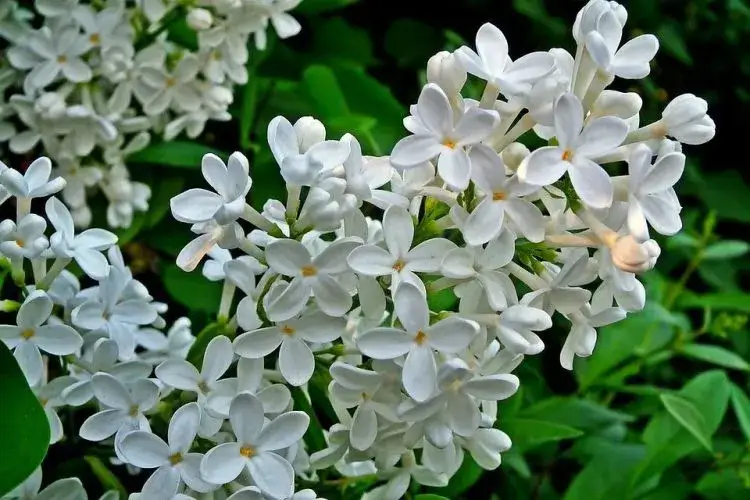 Jak długo kwitnie bez? Wydłuż kwitnienie do ponad miesiąca!