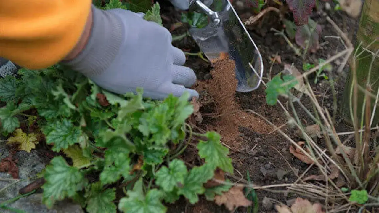 Ręka w rękawiczce dodaje nawóz do gleby, pokazując, jak użyźnić glebę dla zdrowych roślin.