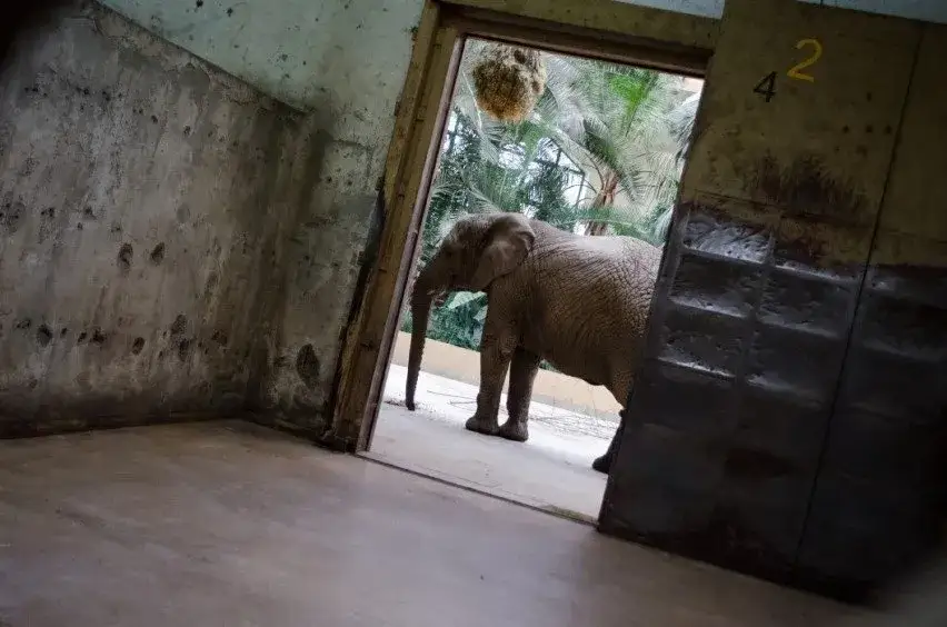 Ile zarabia pracownik zoo? Zaskakujące fakty o wynagrodzeniach
