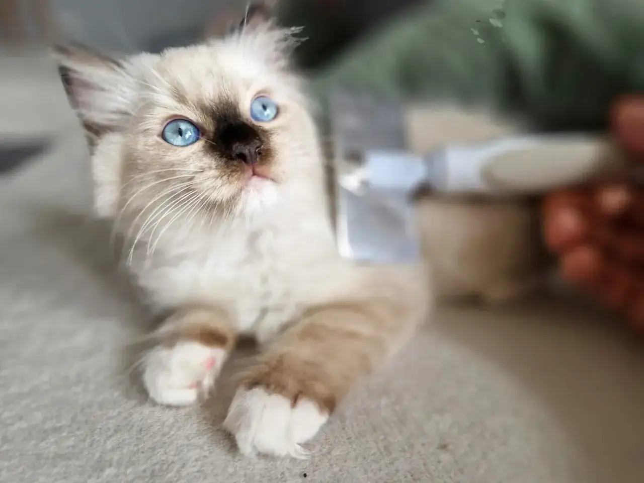 Kociak rasy Ragdoll z niebieskimi oczami jest czesany szczotką.