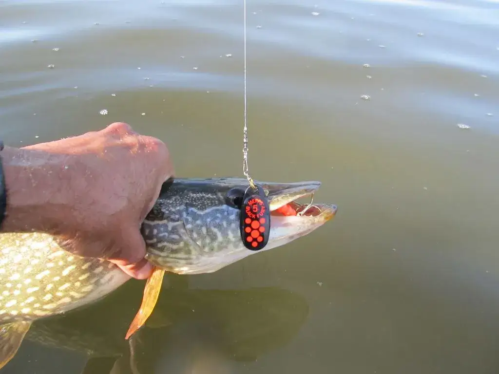 Skuteczne przynęty spinningowe na szczupaka – wybierz najlepsze opcje