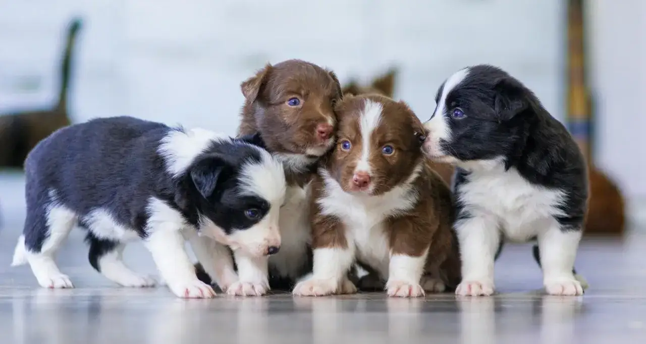 W jakim wieku szczeniaki można oddać, by uniknąć problemów zdrowotnych?