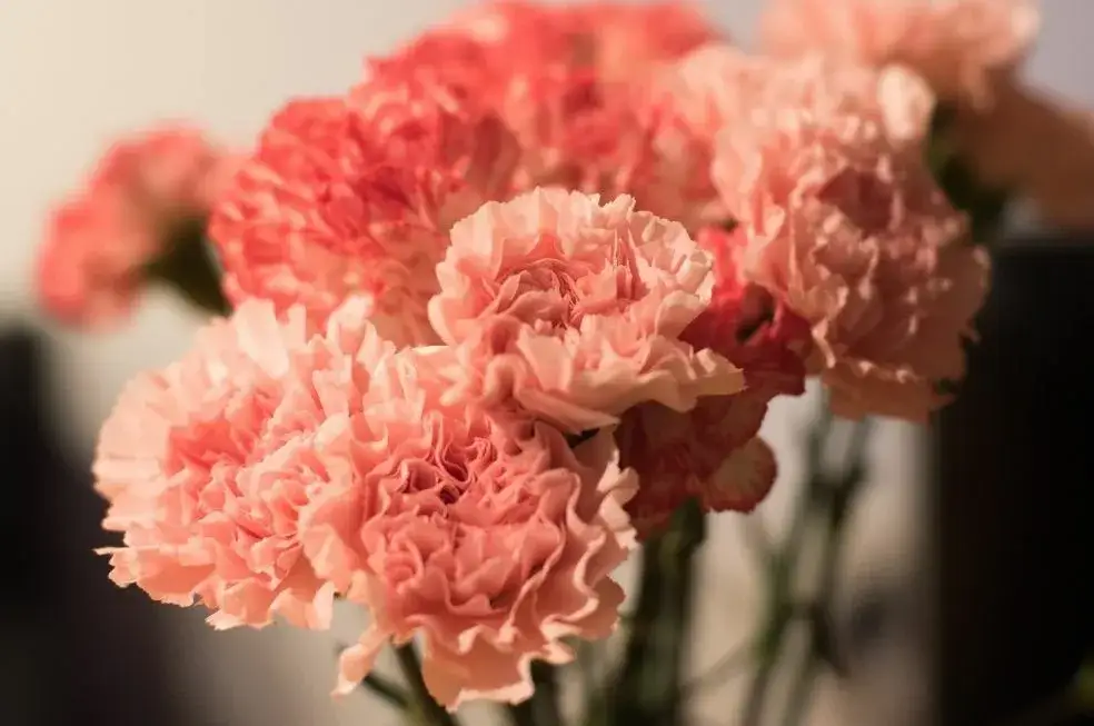 Jak rosną goździki przyprawowe: kompletny proces uprawy od A do Z