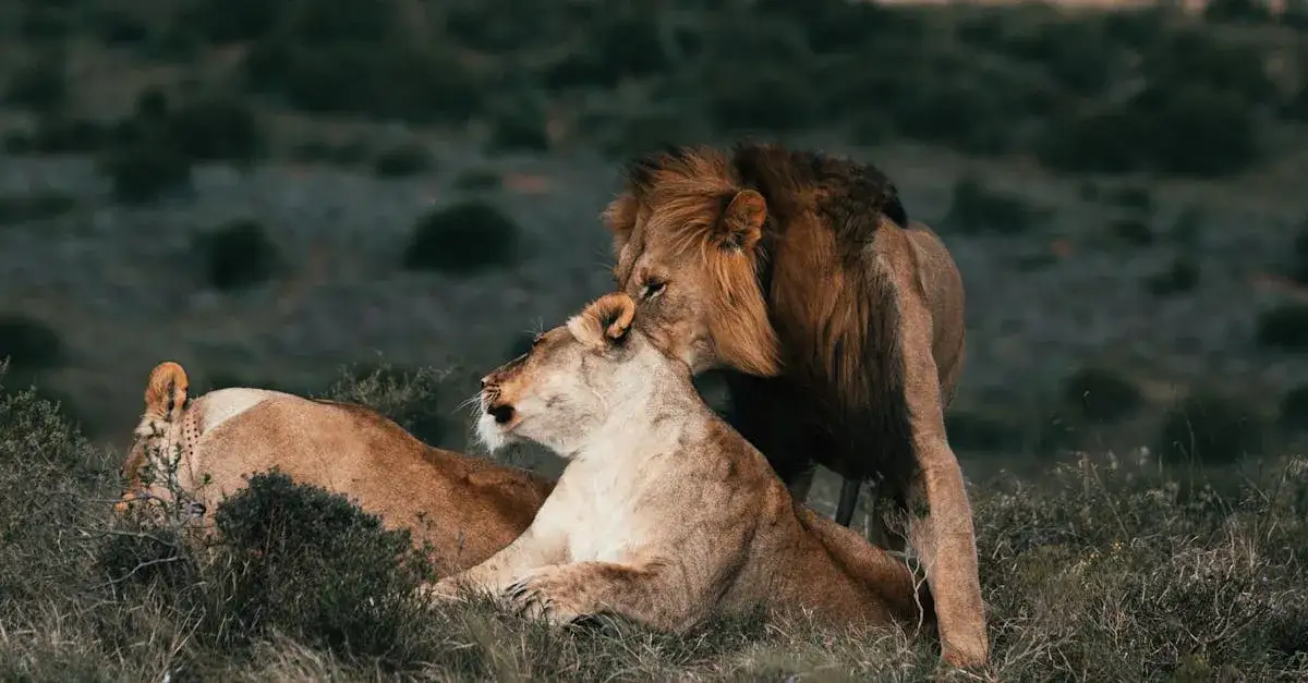 Jak filmy zmieniają nasze relacje ze zwierzętami?