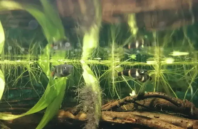 Jak skutecznie zmniejszyć twardość wody w akwarium i chronić ryby oraz rośliny