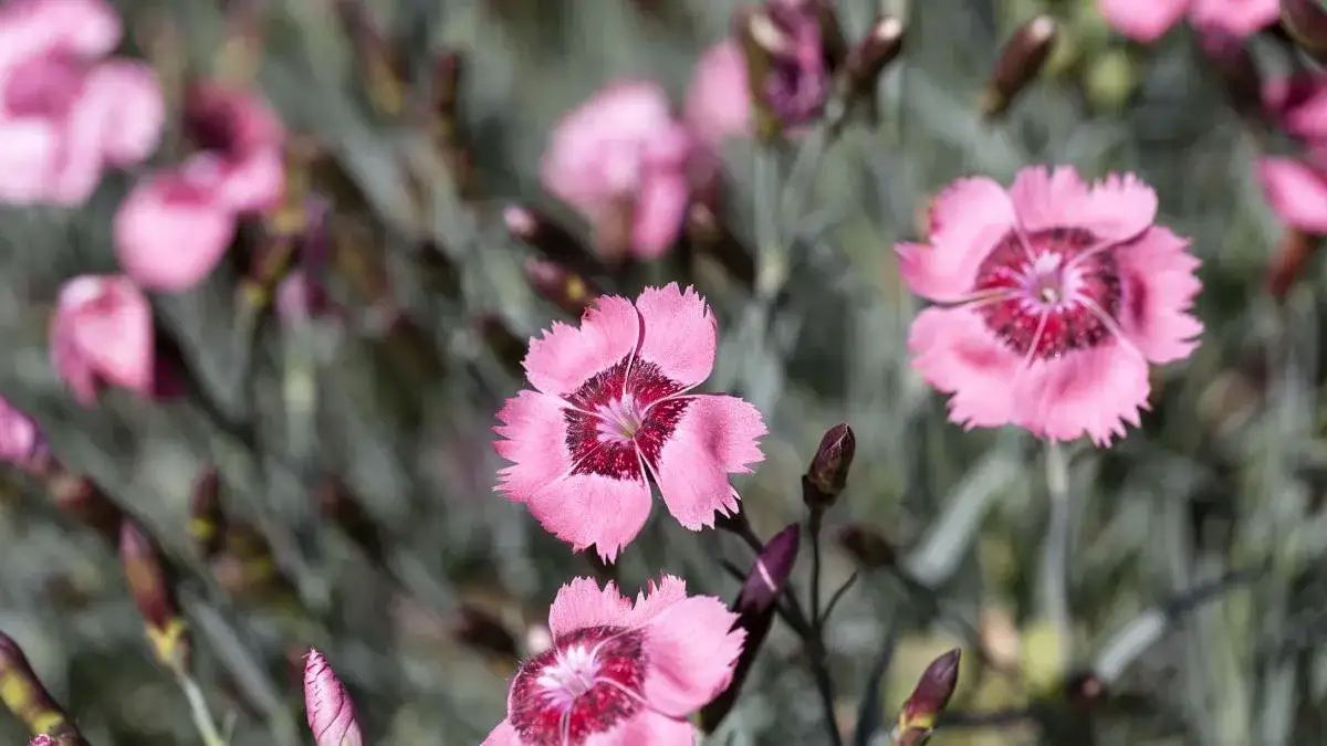 Jak pielęgnować goździki ogrodowe, aby pięknie kwitły przez lato