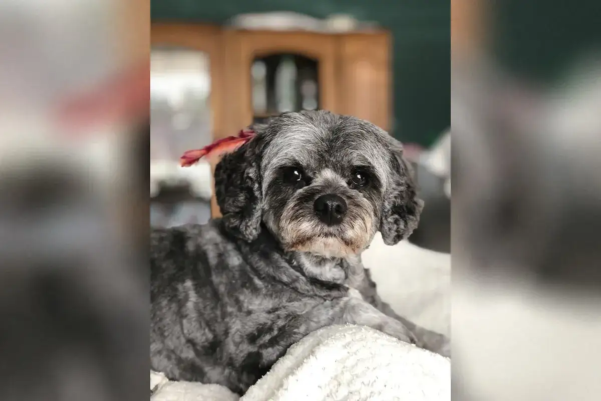 Hodowla co to? Kluczowe informacje o znaczeniu i praktykach hodowlanych