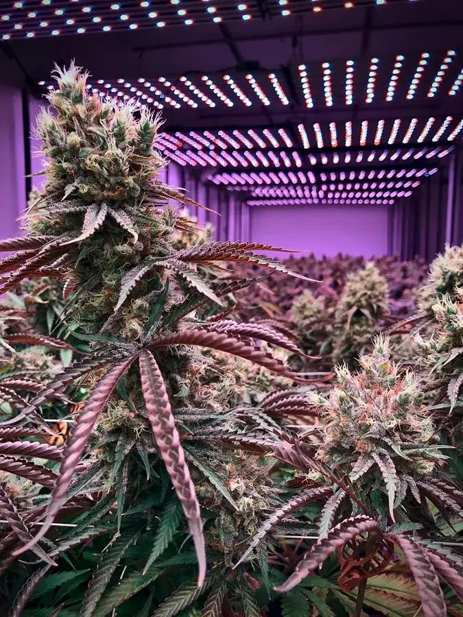 Jak uprawiać marihuanę: unikaj najczęstszych błędów w hodowli