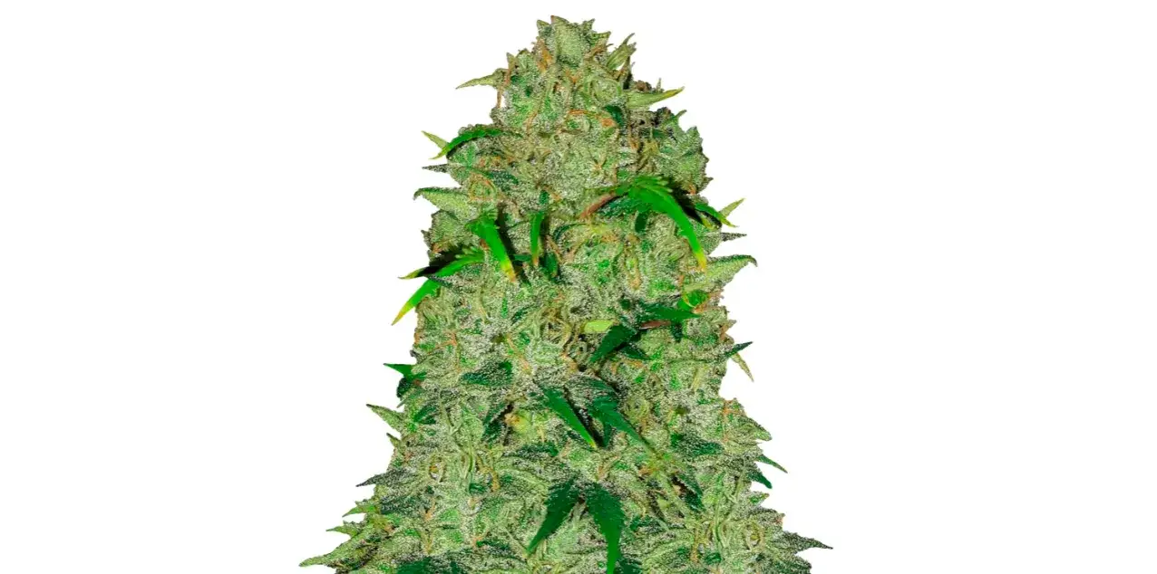 Wszystkie cytrusy świata – o niezwykłości owocowych szczepów marihuany