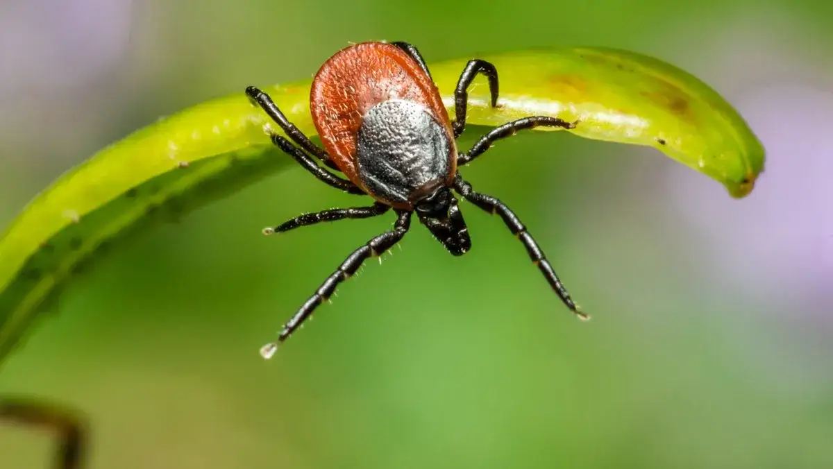 Co zrobić po usunięciu kleszcza, aby uniknąć groźnych powikłań i infekcji
