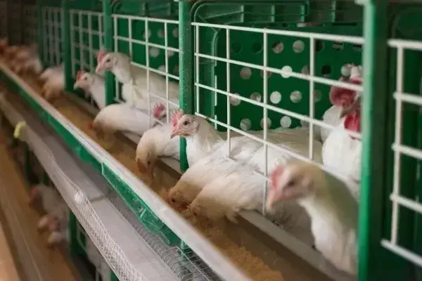 Jak rozpocząć hodowlę kur niosek i uniknąć najczęstszych błędów