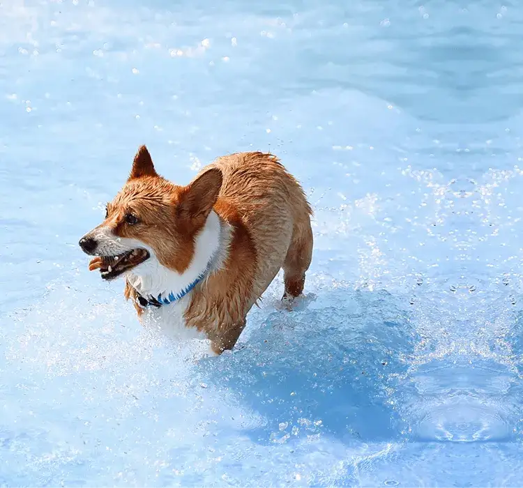 Jak nauczyć psa pływania bezpiecznie i skutecznie krok po kroku