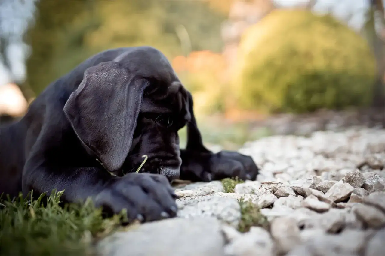 Karma dla szczeniaka ranking - wybierz najlepsze jedzenie dla pupila