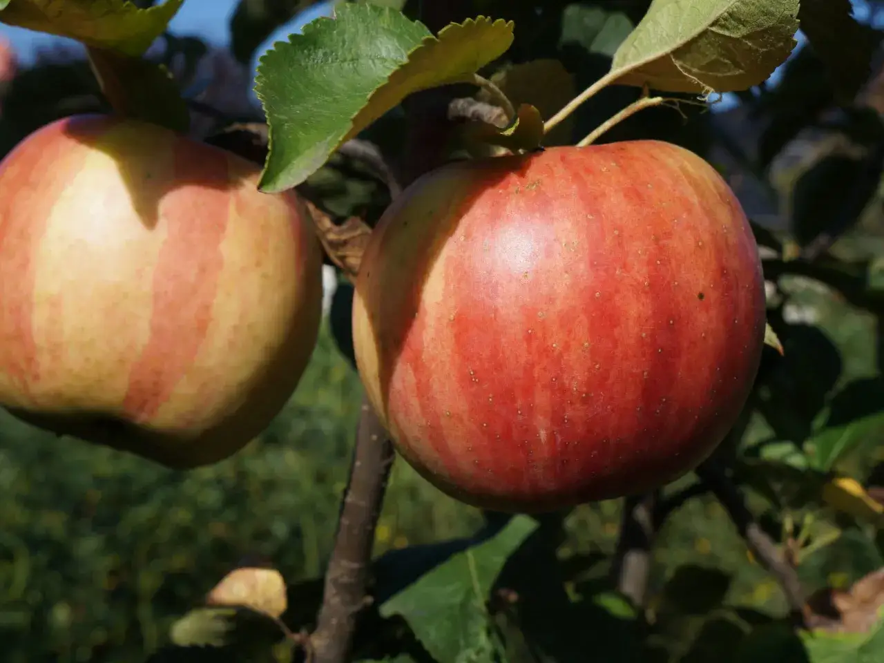 Jabłoń Witos: Smaczna i Odporna Polska Odmiana Jabłoni