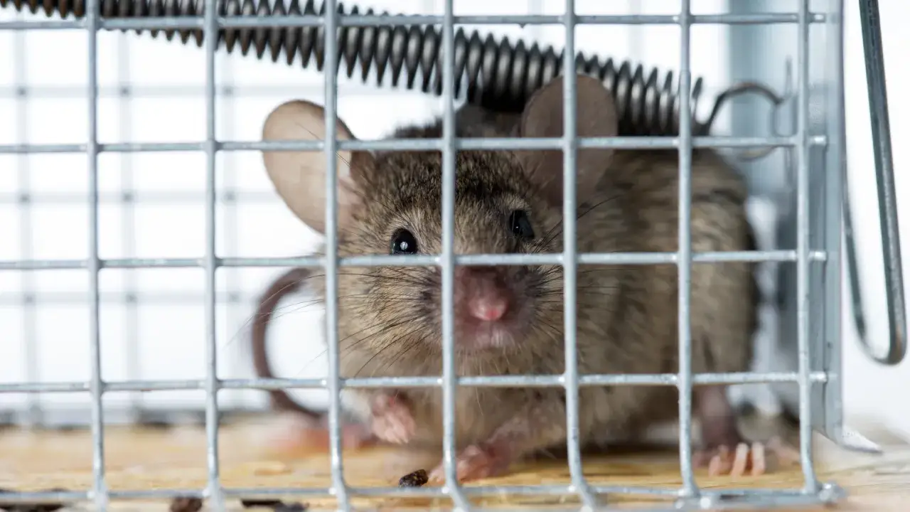 Najlepsza przynęta na myszy – skuteczne sposoby na pozbycie się gryzoni