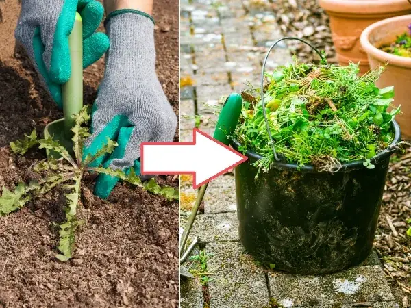 Skuteczne pozbycie się nasion chwastów z kompostu - sprawdzone metody
