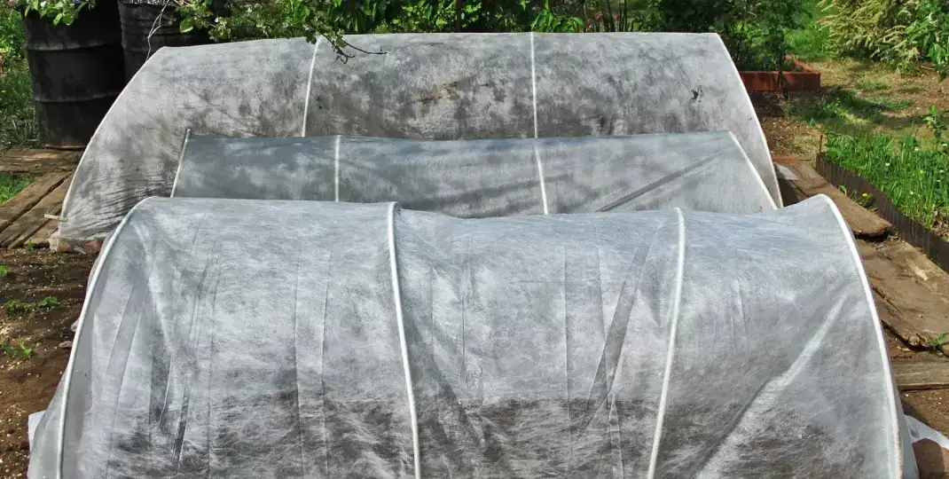 Kiedy odkryć magnolie, aby uniknąć uszkodzeń po zimie?