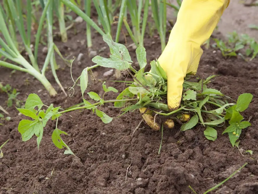 Zwalczanie pnących chwastów w ogrodzie: Skuteczne metody