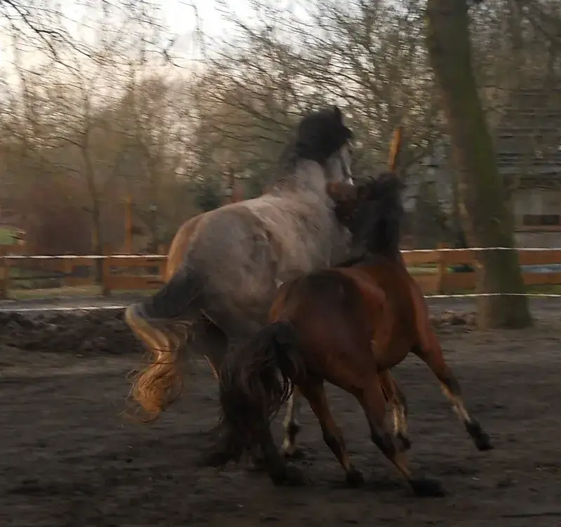 Co zrobić gdy koń atakuje? Skuteczne sposoby na agresywne zachowanie koni