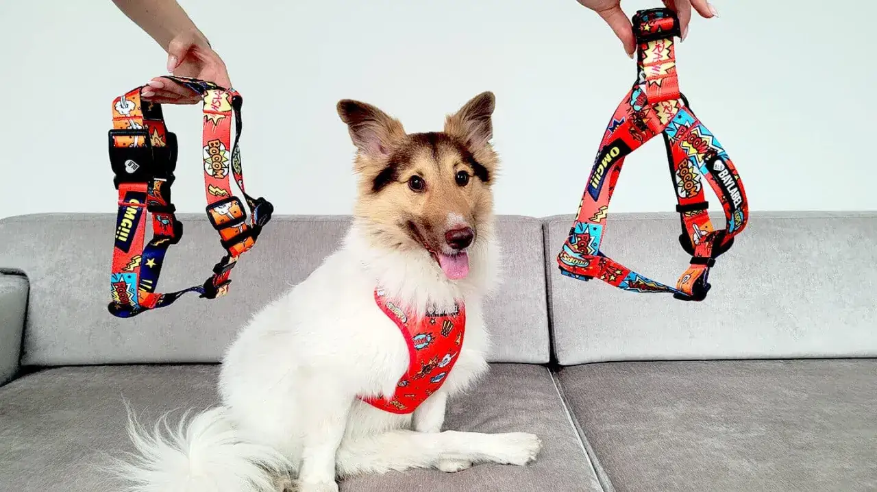 Jak wybrać najlepsze szelki dla psa? Porównanie typów i praktyczne porady