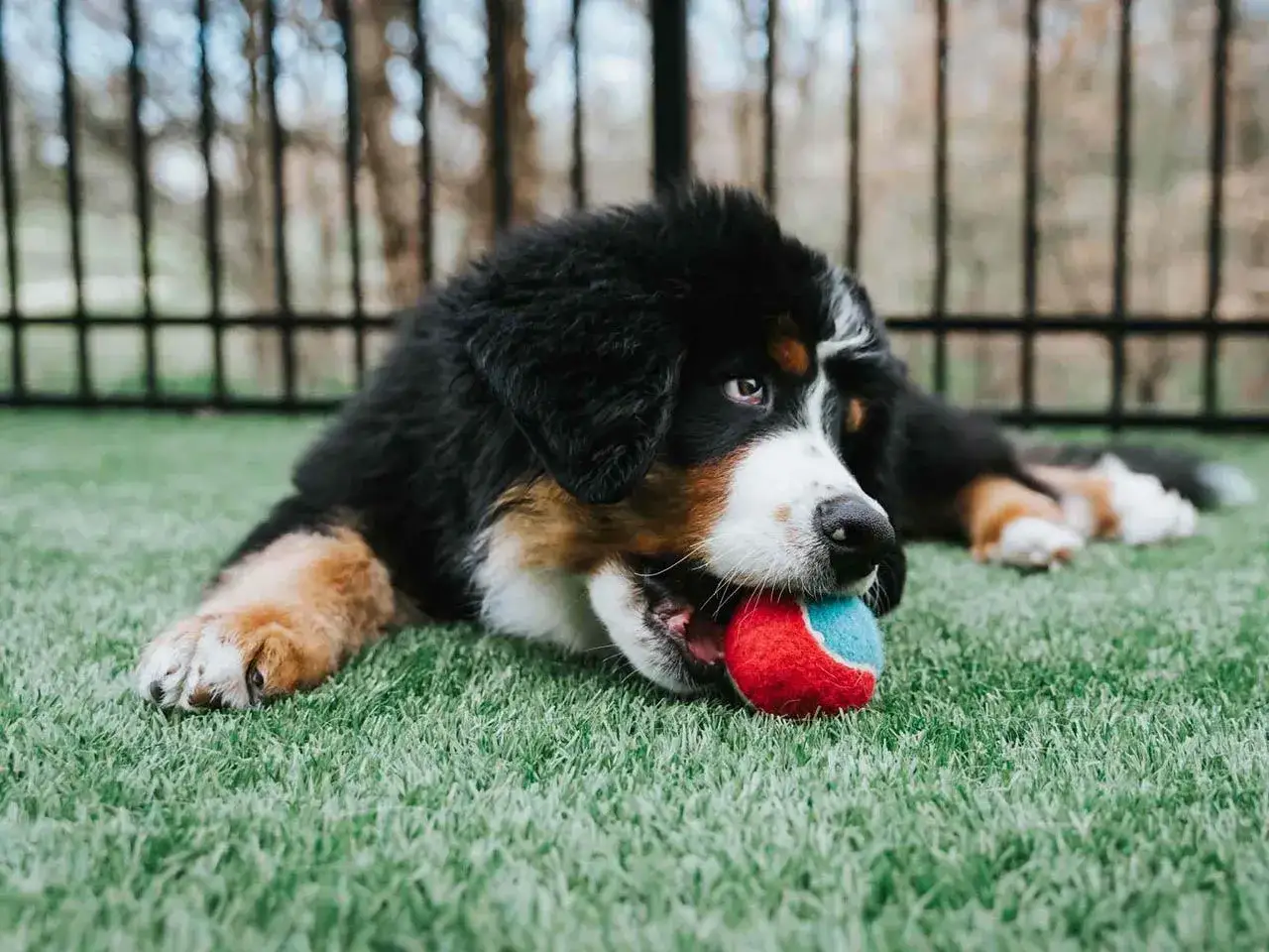 Jak zrobić ogrodzenie dla psa: proste metody na bezpieczną przestrzeń