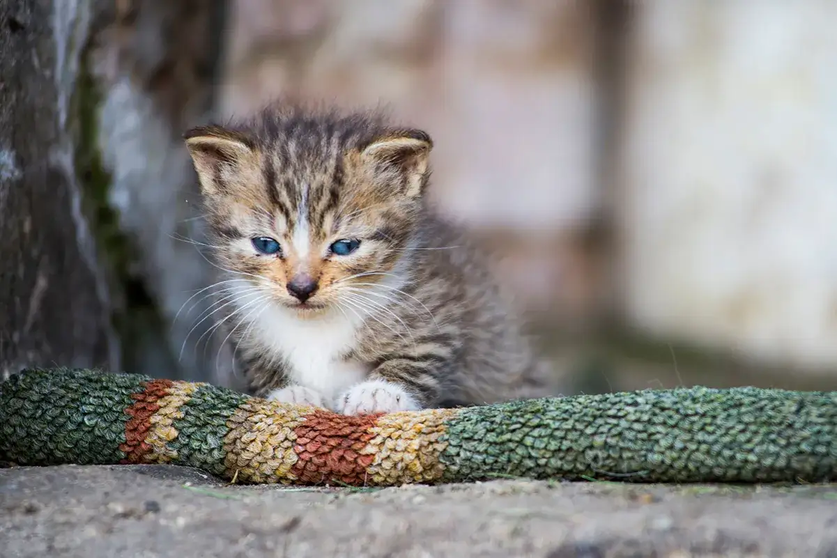 Jak często odrobaczać kota? Kluczowe zasady i objawy, których nie możesz ignorować