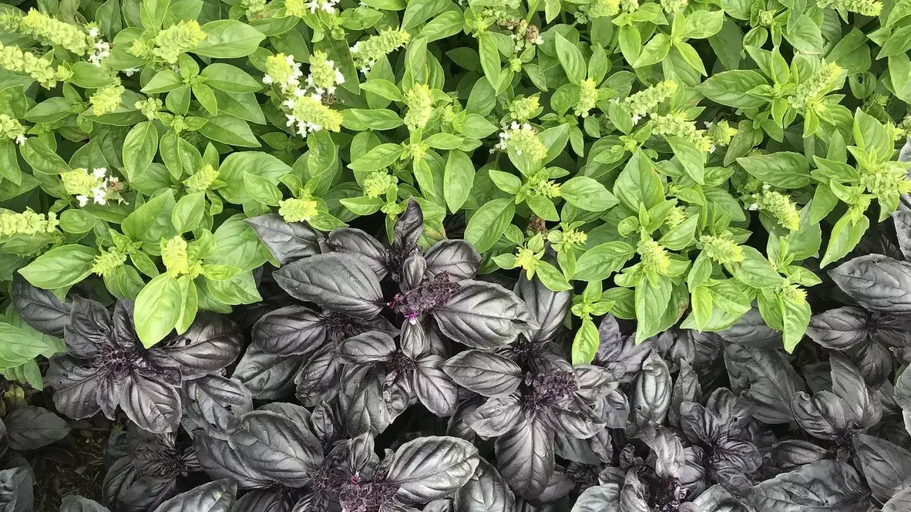 Czy bazylię można sadzić w ogrodzie? Oto kluczowe informacje i porady