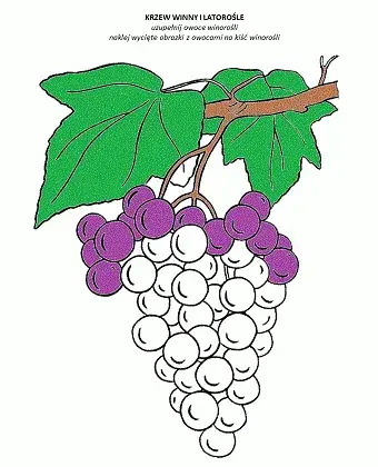 Przypowieść o krzewie winnym – znaczenie, symbolika i duchowe wnioski dla życia