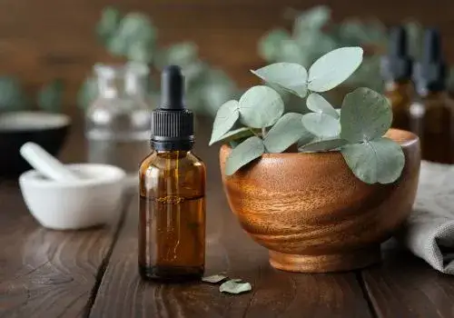 Jak stosować olejek eukaliptusowy na zatoki i szybko złagodzić ból