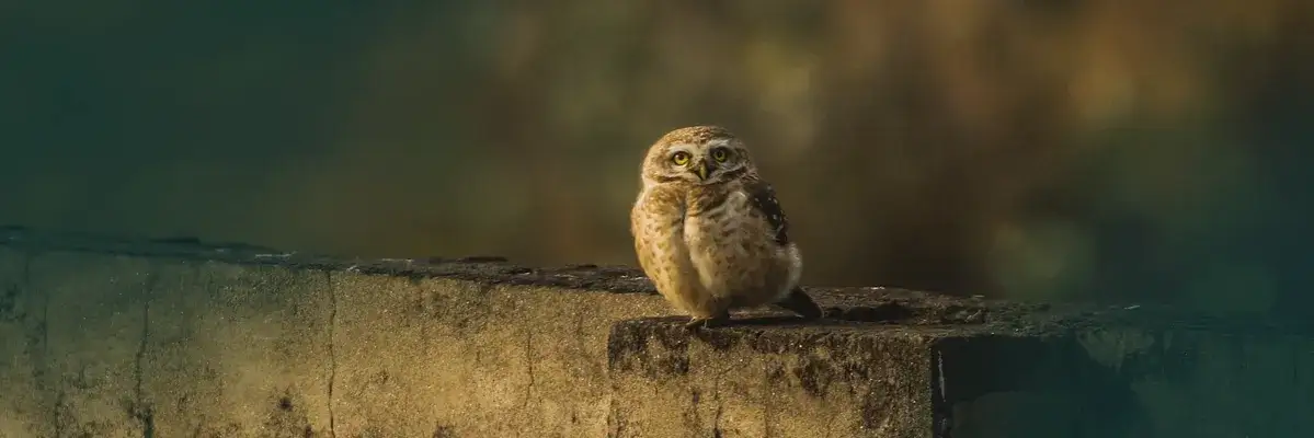 Sowa na prezent co oznacza: odkryj symbolikę mądrości i wartości