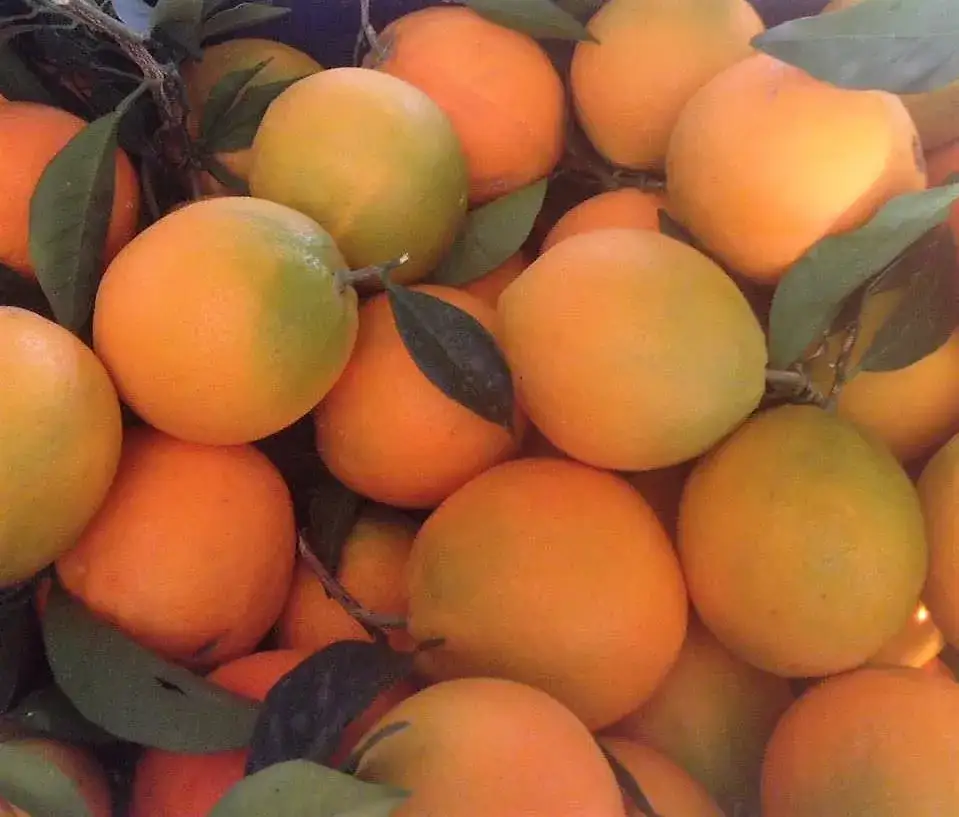 Najlepsze typowe greckie owoce - co warto spróbować podczas wakacji