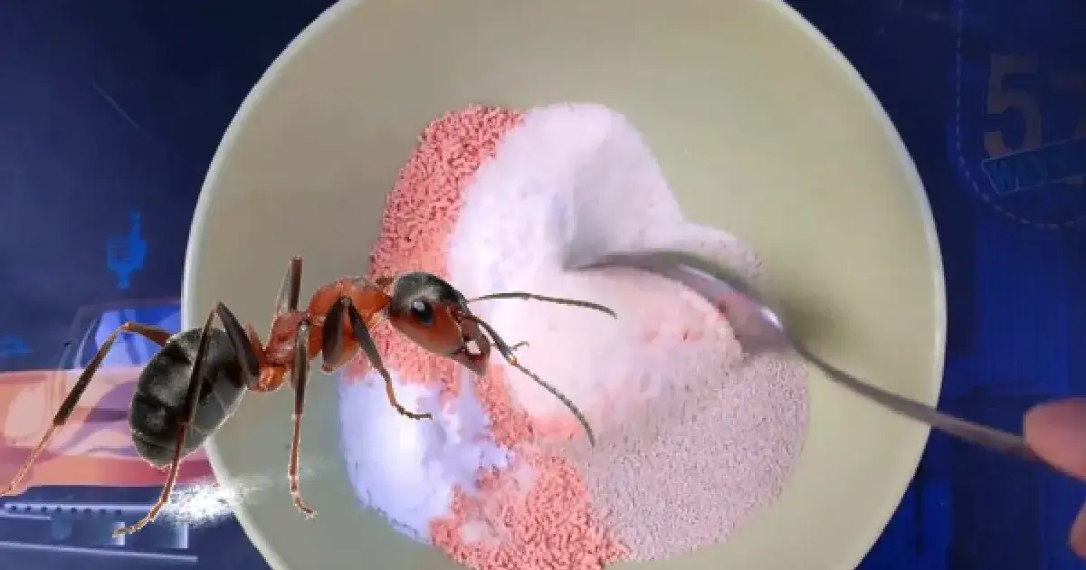 Skuteczne sposoby na mrówki w ogrodzie. Zlikwiduj je bez wysiłku i chemii!