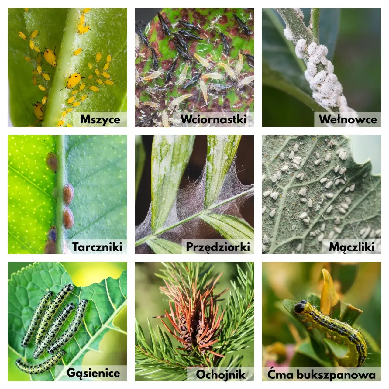 Skuteczne sposoby na szkodniki w ogrodzie. Uratuj swoje rabaty przed zniszczeniem!