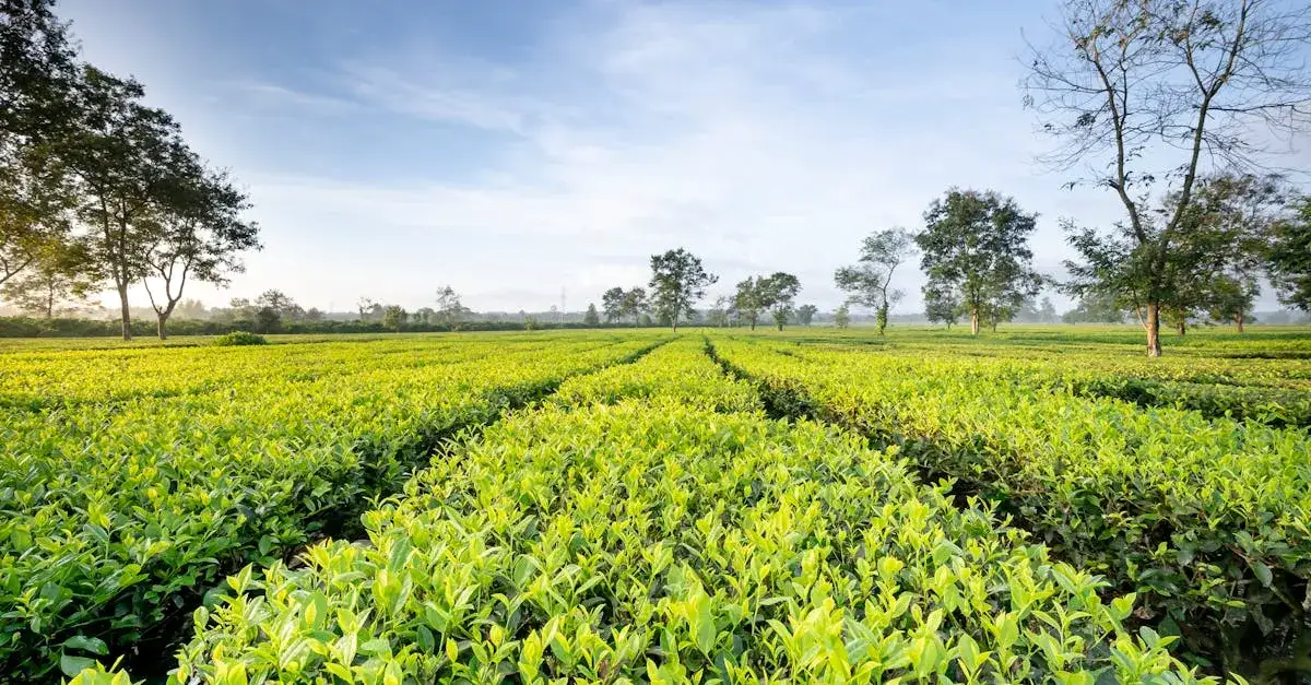 Dzierżawa pod fotowoltaikę? Złoty interes czy pułapka? Analizujemy