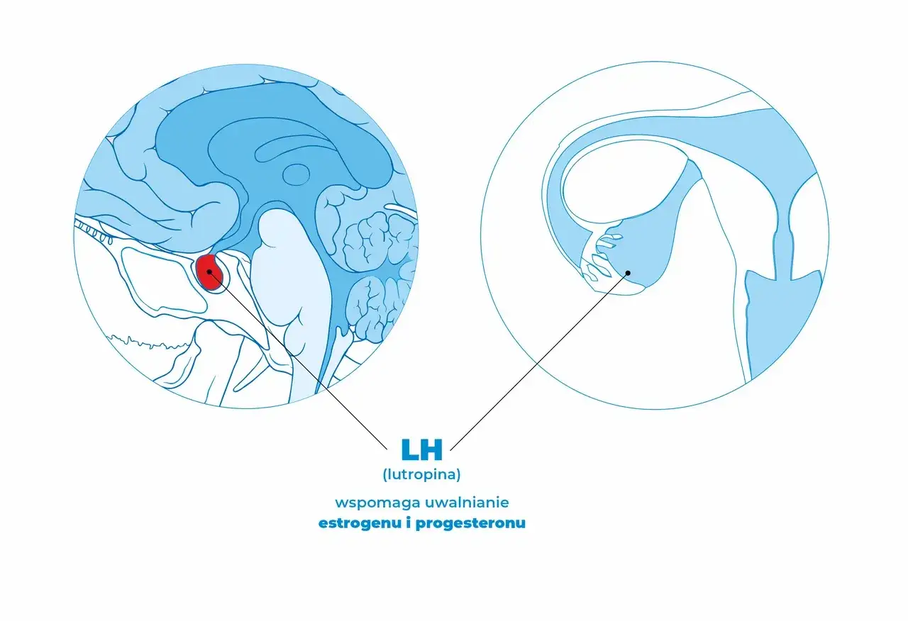 Skuteczne sposoby jak podwyższyć poziom LH i zwiększyć szanse na ciążę