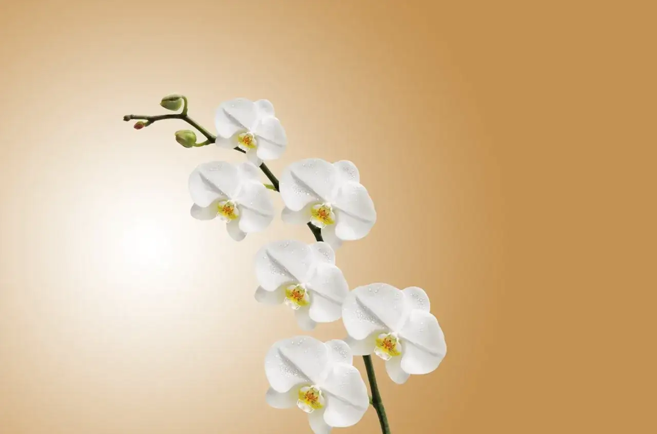 Czy nawozić storczyki gdy kwitną? Oto co musisz wiedzieć, aby nie zaszkodzić