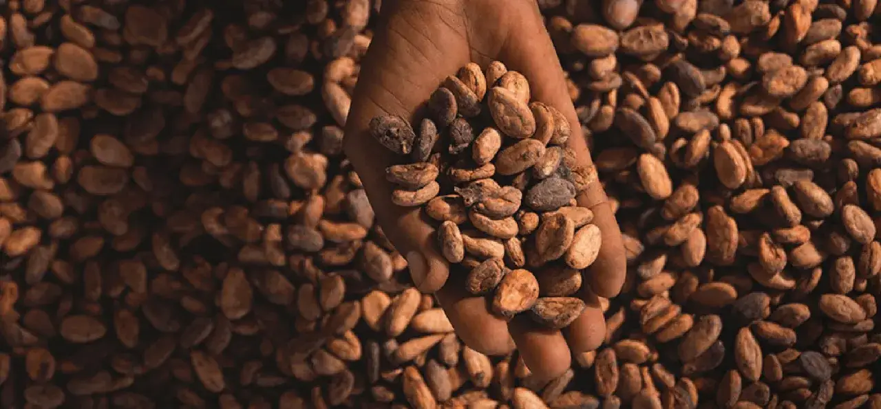 Kto wynalazł czekoladę? Odkryj fascynującą historię i jej twórców