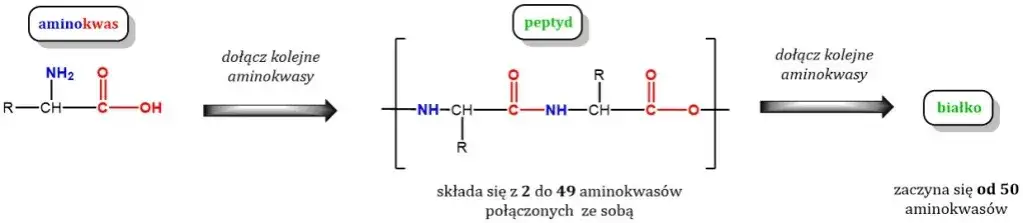 Co to są białka chemia i dlaczego są kluczowe dla życia?