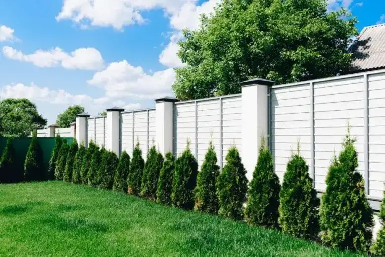 Co posadzić wzdłuż ogrodzenia: 10 najlepszych roślin na granicę