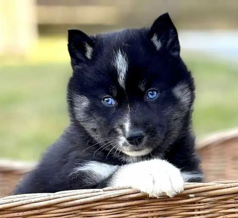 Ile kosztuje husky syberyjski? Ceny szczeniąt i utrzymania w Polsce